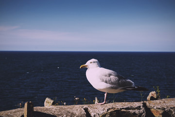 Seagull on wall over looking the sea Vintage Retro Filter.
