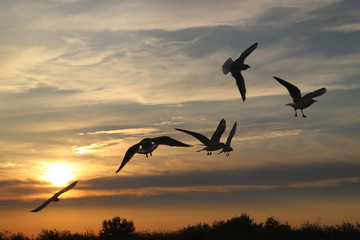 Naklejka na ściany i meble Flying silhouette bird seagulls on the sunset