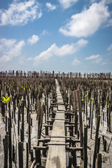 walkway to the beach in thailand beach,A second wave of anti-bam