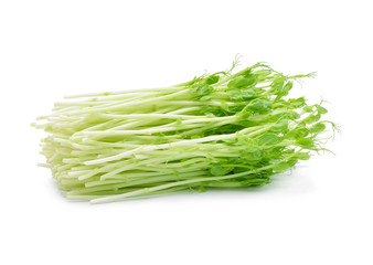 Snow pea sprouts on white background