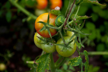 ripening tomatoes