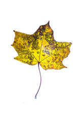 autumn leaves, photographed in the studio on a white background
