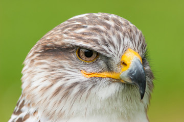 Falke im Portrait