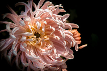 Flowers in the design of natural dark tones.