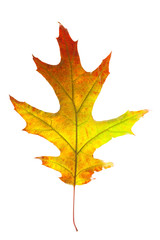 autumn leaves, photographed in the studio on a white background
