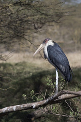 Fototapeta premium Marabou sitting on a tree branch at Lake Nakuru