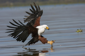 Naklejka premium fish eagle at the last moment to attack prey
