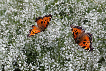 Two wild butterflies in love on bright white flowers