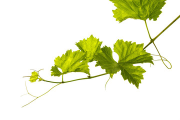 Branch of vine leaves