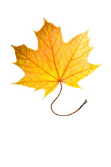 autumn leaves, photographed in the studio on a white background
