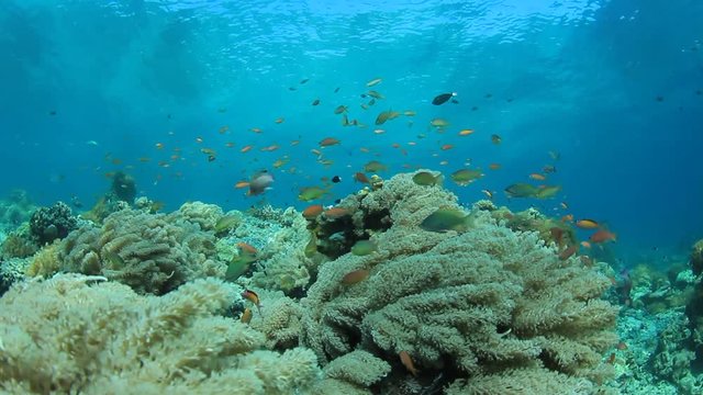 Underwater coral reef in ocean with tropical fish