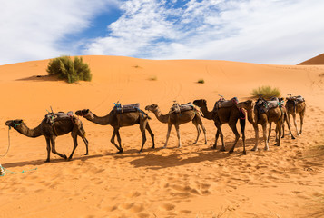 camels are in the dunes, Sahara desert