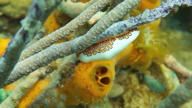 Underwater marine life, a flamingo tongue snail, Cyphoma gibbosum, on sea plume coral, Caribbean sea
