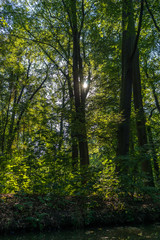 Fototapeta na wymiar Sonniger Sommertag im Wald