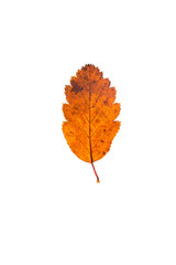autumn leaves, photographed in the studio on a white background
