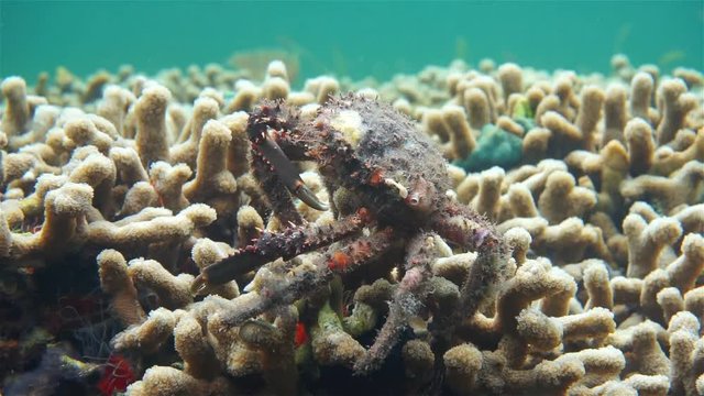 Sea life, close up video of a channel clinging crab underwater, Caribbean sea
