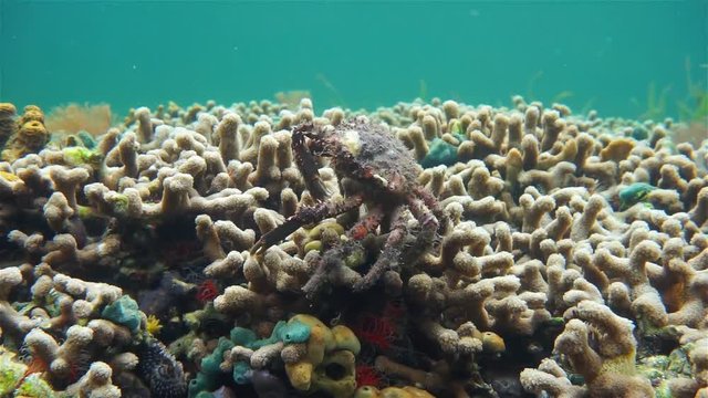 Underwater marine life, a channel clinging crab, Mithrax spinosissimus, over branched finger coral in the Caribbean sea, Panama
