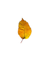 autumn leaves, photographed in the studio on a white background
