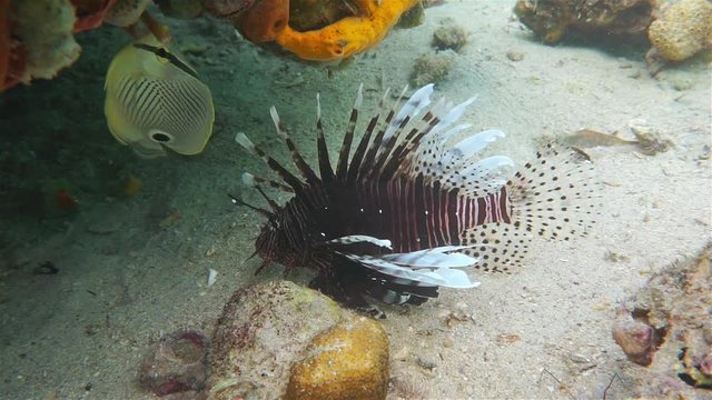 Invasive fish in the Caribbean sea, Red lionfish, Pterois volitans, underwater, on the seabed, Panama, Central America
