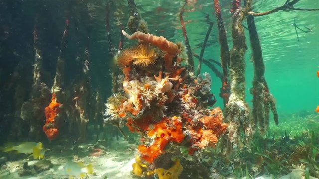 Marine life underwater growing on mangrove tree roots, Caribbean sea, Panama, Central America
