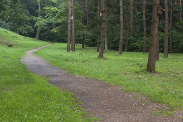 A path through the pine forest. Bird houses on the trees. Green field.