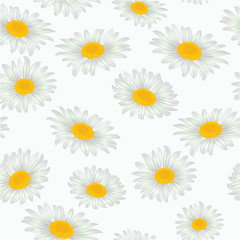 Seamless texture spring white flowers daisies  vector illustration