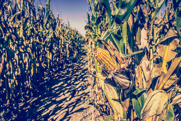 Corn Field