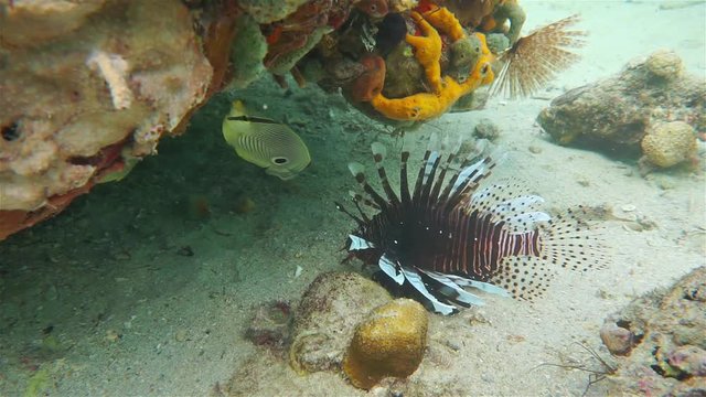 Red lionfish underwater on the seabed in the Caribbean sea with a four-eyed butterflyfish, Panama, Central America
