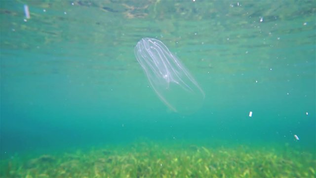 Underwater life, a sea walnut comb jelly, Mnemiopsis leidyi, bioluminescent creature with transparent body, Caribbean sea, Panama
