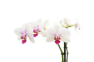 Obraz na płótnie Canvas Orchidée