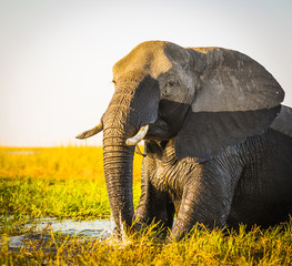 Chobe National Park Elephant