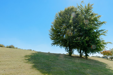 Fototapeta premium Baum auf einer Wiese mit klarem blauem Himmel und Lens Flare