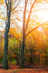 Fototapeta na wymiar Autumn forest in Transylvania