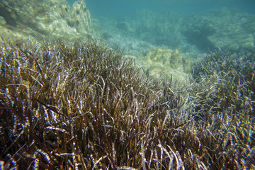 La Sardegna,foto subacquea tra ricci e alghe in un mare cristallino