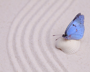 Close up of blue butterfly on a white shell