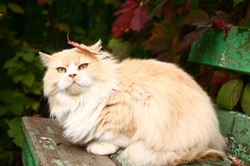 Naklejka na ściany i meble persian beige cat on the summer outdoor background