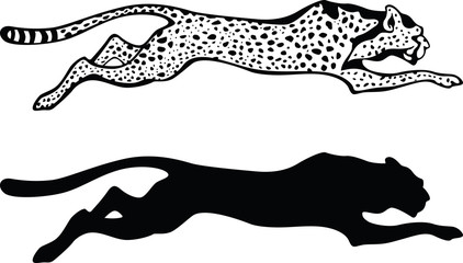 Cheetah, vector illustration, black and white style © Nataliia Bezditna