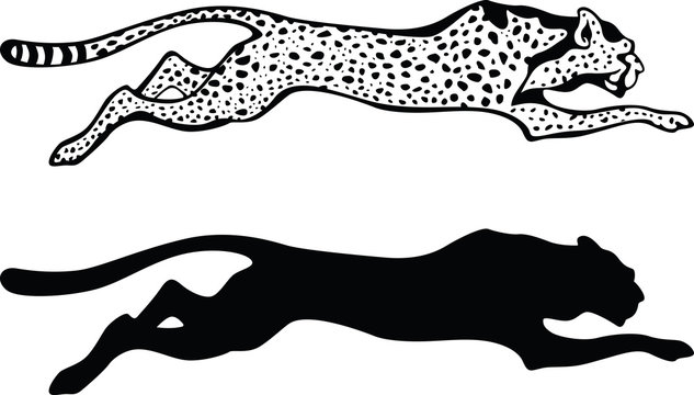 Cheetah, vector illustration, black and white style