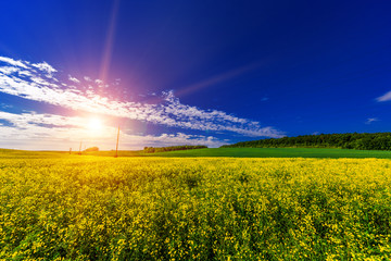 Obraz premium Green Field and Beautiful Sunset