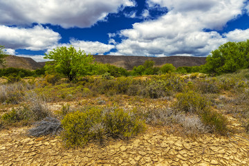 Republic of South Africa - Western Cape province. Little Karoo or Klein Karoo (semidesert natural region) near Route 62. Typical for Little Karoo landscape and xerophytic plants