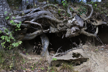 Roots of trees