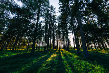 beautiful green forest
