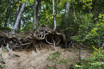 Roots of trees