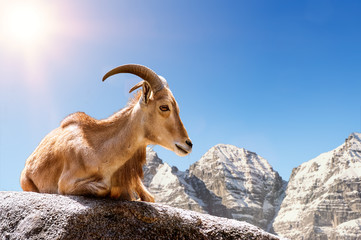 Fototapeta premium Ziege in den Alpen auf einem Berg bei Sonnenschein