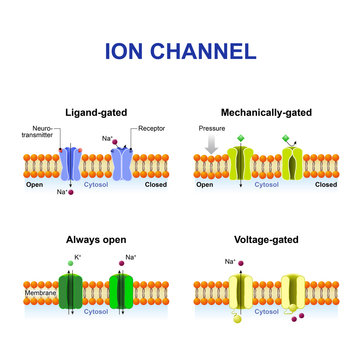 Types of ion channel