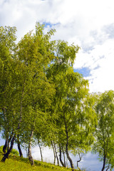 Landscape with young birch trees against cloudy blue sky