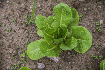 Small green salad seedlings in the vegetable garden