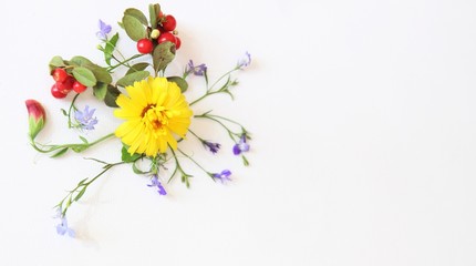 Calendula with Cowberry. Marigold flower with blue flowers and cowberry isolated on white