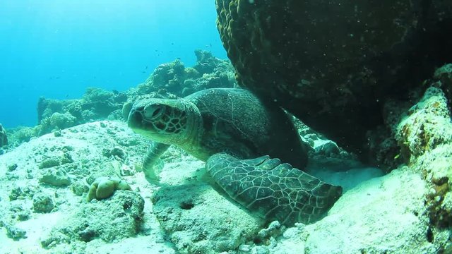 Sea Turtle rubs shell against coral reef to polish it