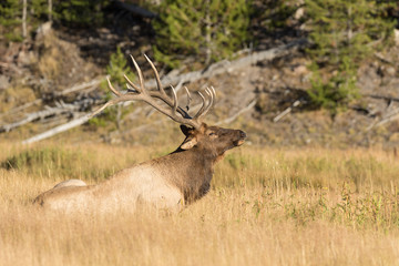 Bull Elk rising From Bed in Meadow in the Rut
